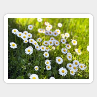 Daisies in Half Shade Sticker